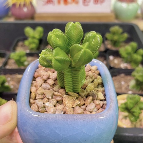 5CM Succulent Plant Crassula Quadrangularis(Multi-Head)Crassulaceae Garden Plant - Picture 2 of 18