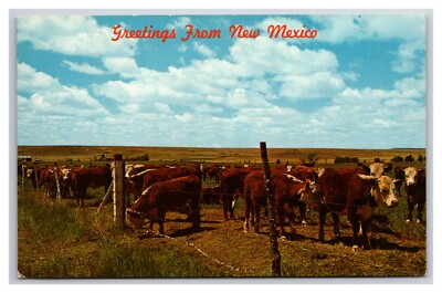 Herd of Cows Greetings From New Mexico NM UNP Chrome Postcard XB6