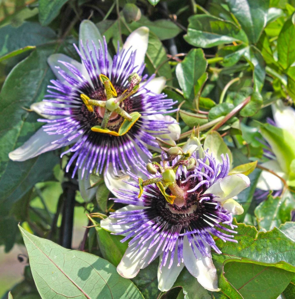 Winterharte Passionsblume - exotische Schönheit - mehrjährige Kletterpflanze - Bild 1 von 1