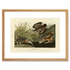 Painting Book Page Birds America Audubon American Woodcock Framed Wall Art Print