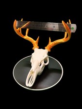 Realistic Whitetail Deer Skull Wall Mount – Half-Scale 3D-Printed Sculpture