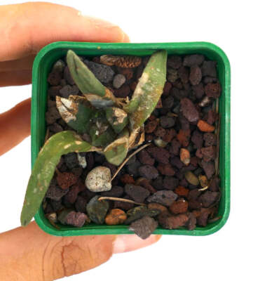 Ariocarpus trigonus X kotschoubeyanus -