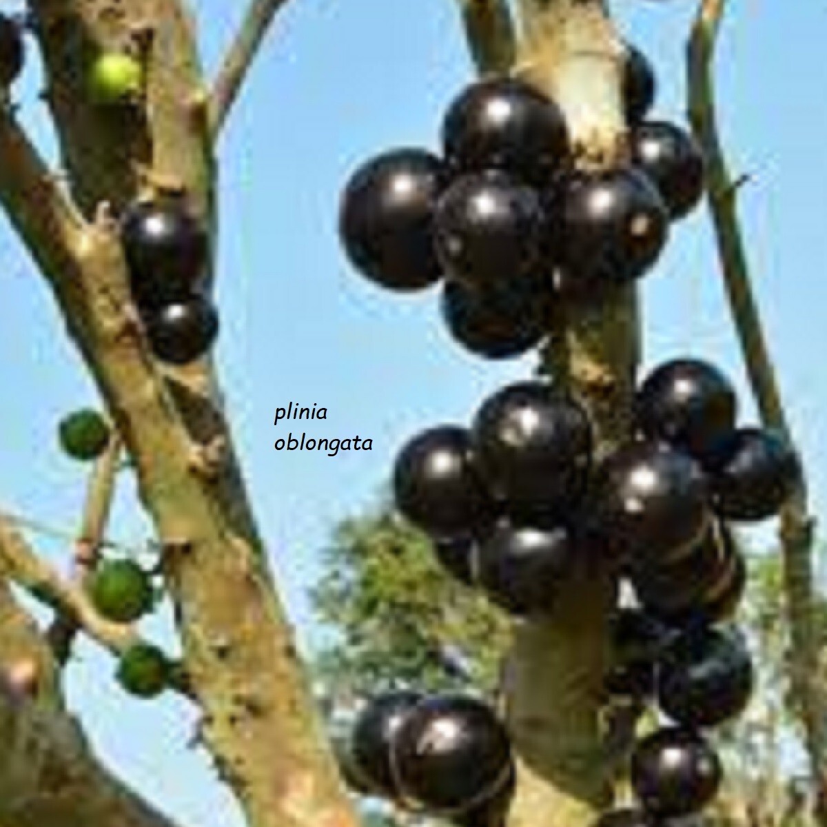JABOTICABA AZEDA~ Plinia Oblongata rare Jabuticaba Fruit Tree live