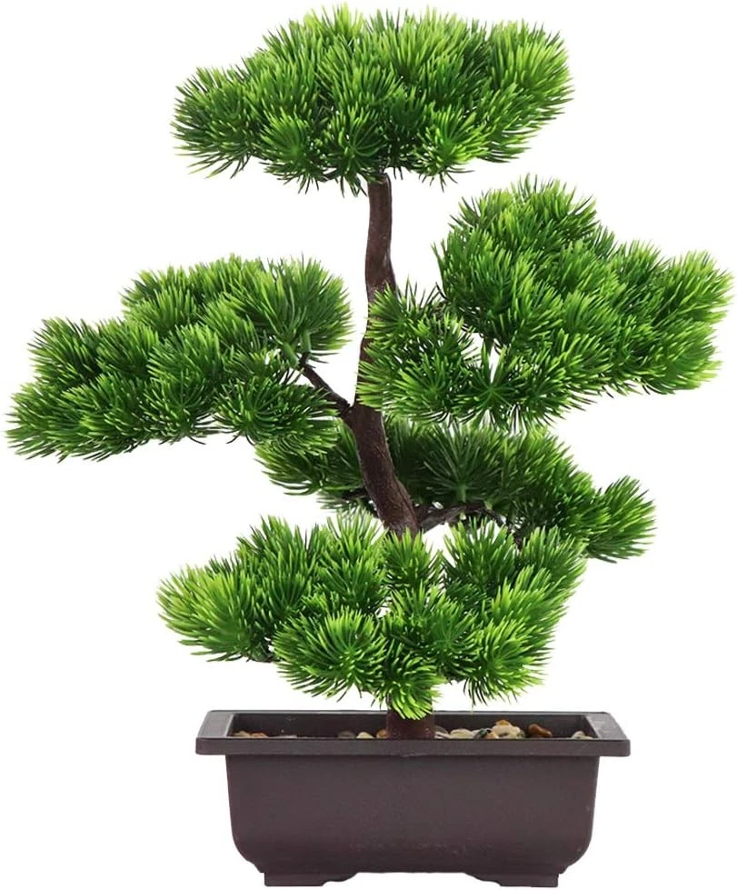 bonsai baeume Ficus Ginseng (Bonsai baum) Ø 17cm