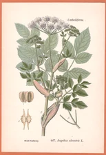 Forest Angelica sylvestris Breastroot Thome Lithograph 1890