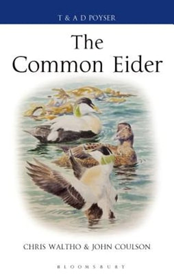 The Common Eider by Chris Waltho: New