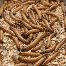 100 Live Superworms - FREE Shipping Bulk, Grown Organic in Texas