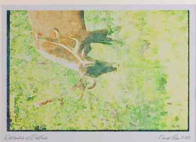 Canada 230014 Elk By The Road Side Jasper Park Alberta A4 Watercolour print