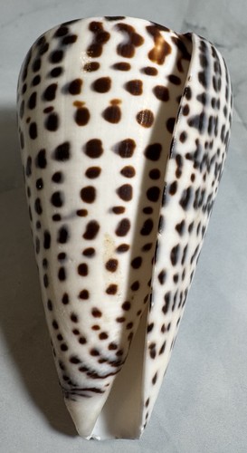 Leopard Cone Seashell Spotted Conus Leopardus Shell