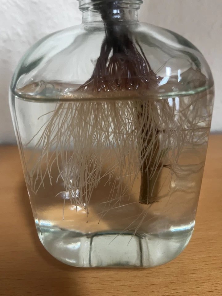 Affenbrotbaum/Geldbaum/Pfennigbaum, 25 cm hoch, mit Wurzeln - Bild 4 von 4