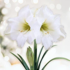 Garden State Bulb White Christmas Amaryllis Flower Bulbs 28/30cm, Holiday Blooms