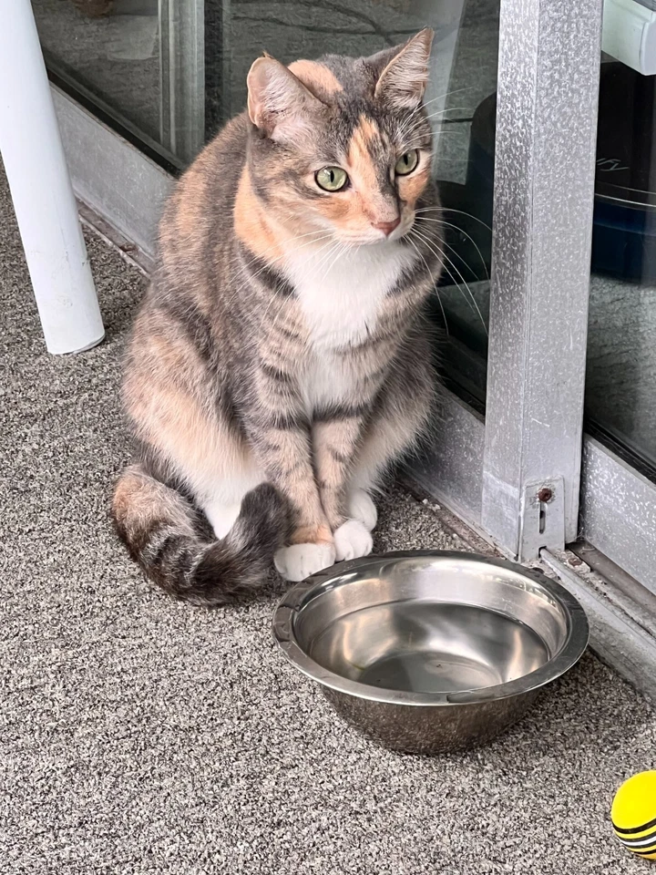 Spray calmante Comfort Zone y control de arañazos para gatos 2 oz 2141 Foto 2 de 4