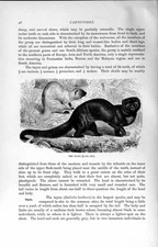 Original Old Antique Print Natural History 1894 Tayra Galictic Barbara Animal