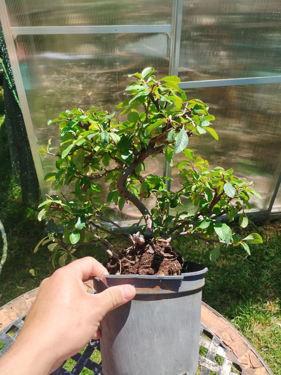 lego bonsai tree frogs Multicolor Lego Bonsai main image 1