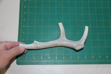 Medium Branched Deer Antler Dog Chew 11 / bone chews deer elk treats deer 1102