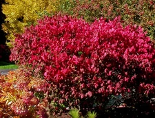 Wahoo Burning Bush, Euonymus atropurpurea Shrub Seeds