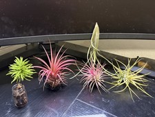 Live Tillandsia Ionantha – Easy Care Air Plant – Red or Yellow-3 Pack