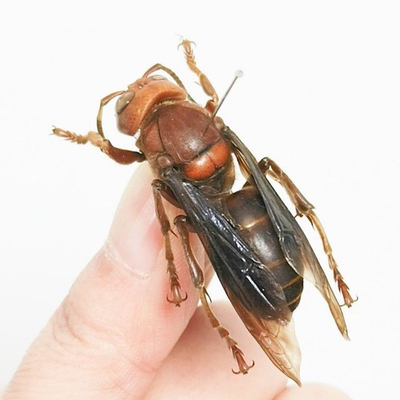 #ad REAL Red headed hornet Vespa mandarinia Smith Science Education Specimen $9.00