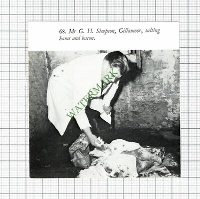 Mr G H Simpson Gillamoor - 70er Jahre Steckling