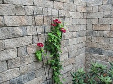 Mauersteine SIOLA-KOMBI MUSCHELK. 50/12,5/12,5 PE3