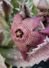 Tromotriche revoluta var. tigrida (cactus - succulent - plant)