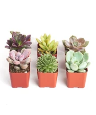 Assorted Succulent Plant Seed 6 Pack Perfect For Gardens Weddings Gifts
