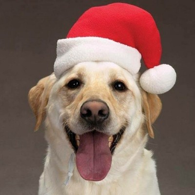 dog with a christmas hat