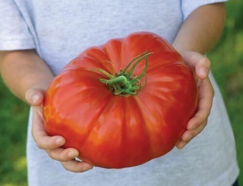 POMODORO GIGANTE - FRUTTI DI PESO OLTRE 3,0 KG, 25 SEMI AL MIGLIOR PREZZO - Foto 1 di 1