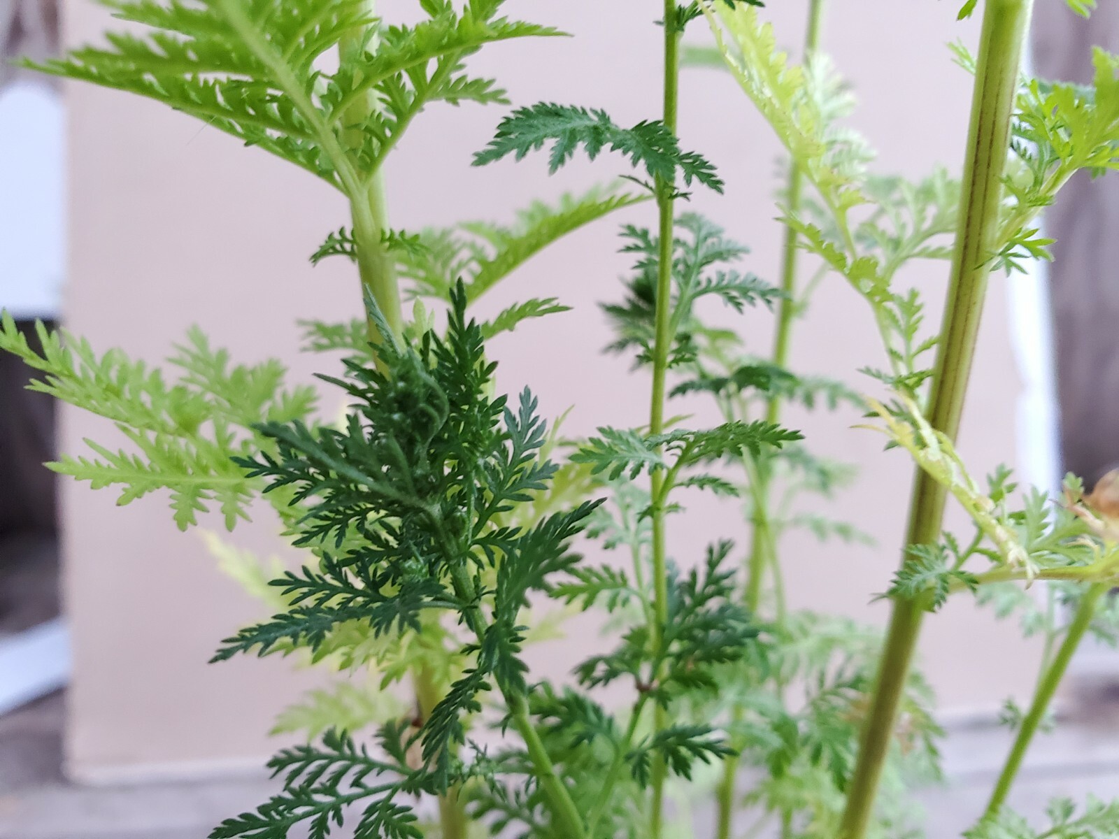 BULK Artemisia Annua listing. Tea, Seeds, & Plants. Sweet Wormwood ...