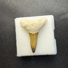 Orange 0.87 Orange Bone Valley Lemon Shark Tooth Fossil