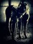 MWA&Co Equestrian Apparel