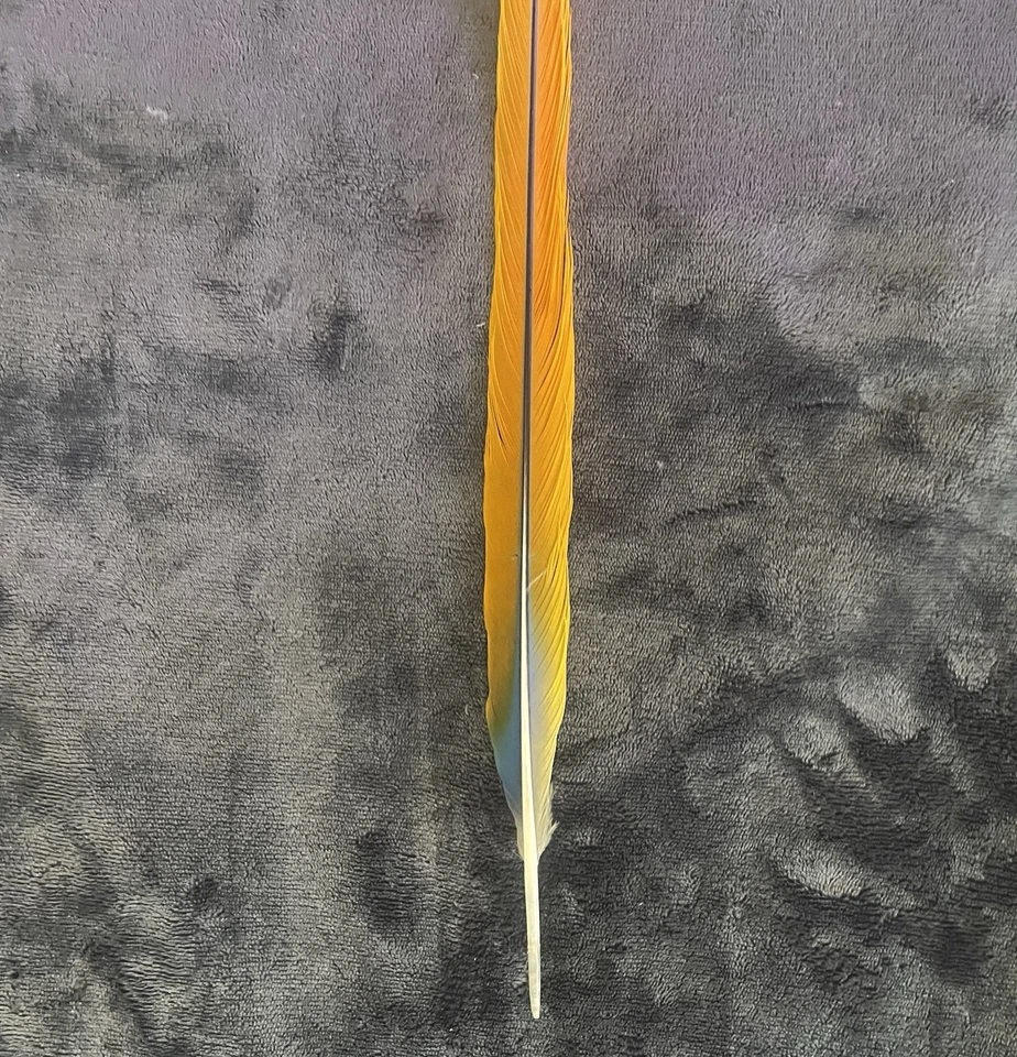 20.75 英寸黄色和蓝色 MACAW 尾部羽毛 — 第 4/4 张图片