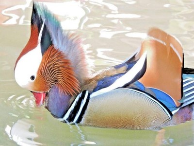 1 Regular COLORED Exotic Mandarin Duck Hatching Egg SHIPS NOW FAST! RARE FERTILE