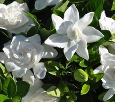 Summer Snow Gardenia® - Live Plant - ( 1 QT ) - Cold Hardy