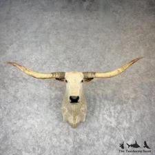 #30146 EL | Longhorn Steer Taxidermy Shoulder Head Mount For Sale - Steer Bull