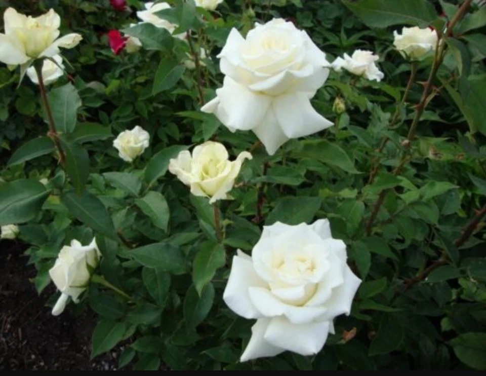 Planta de rosa viva John F. Kennedy - rosa blanca fragante - 5-8" de alto - sin maceta Foto 4 de 4