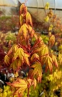 Japanese Maple Katsura hime