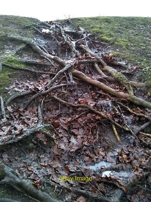 Photo 6x4 Exposed tree roots Milngavie Water running down from the playin c2022