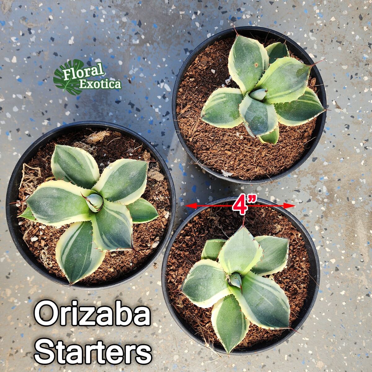 Agave Parryi Truncata 'Orizaba' - アガベ パリー トランカタ Agave Parryi Truncata 'Orizaba' - アガベ パリー トランカタ