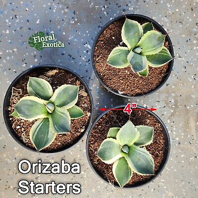 Agave Parryi Truncata 'Orizaba' - アガベ パリー トランカタ Agave Parryi Truncata 'Orizaba' - アガベ パリー トランカタ