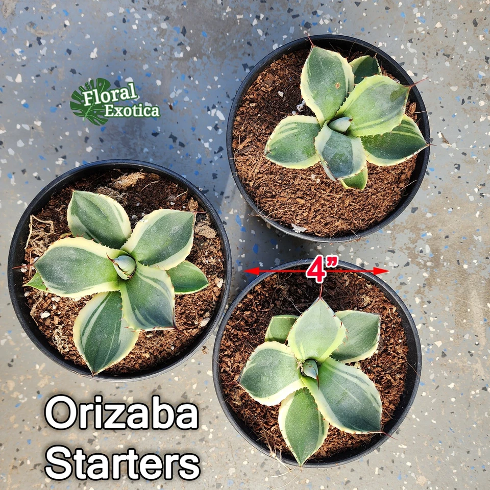 Agave Parryi Truncata 'Orizaba' - アガベ　パリー トランカタ オリザバ - 植物検疫証明書付きで出荷 - US Stock - Image 2 of 2