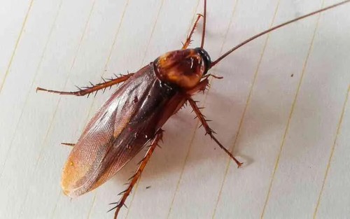QUICKBAYT Fly Bait 350gm & 2KG Industrial & Commercial Housefly Pest Control - Picture 5 of 14