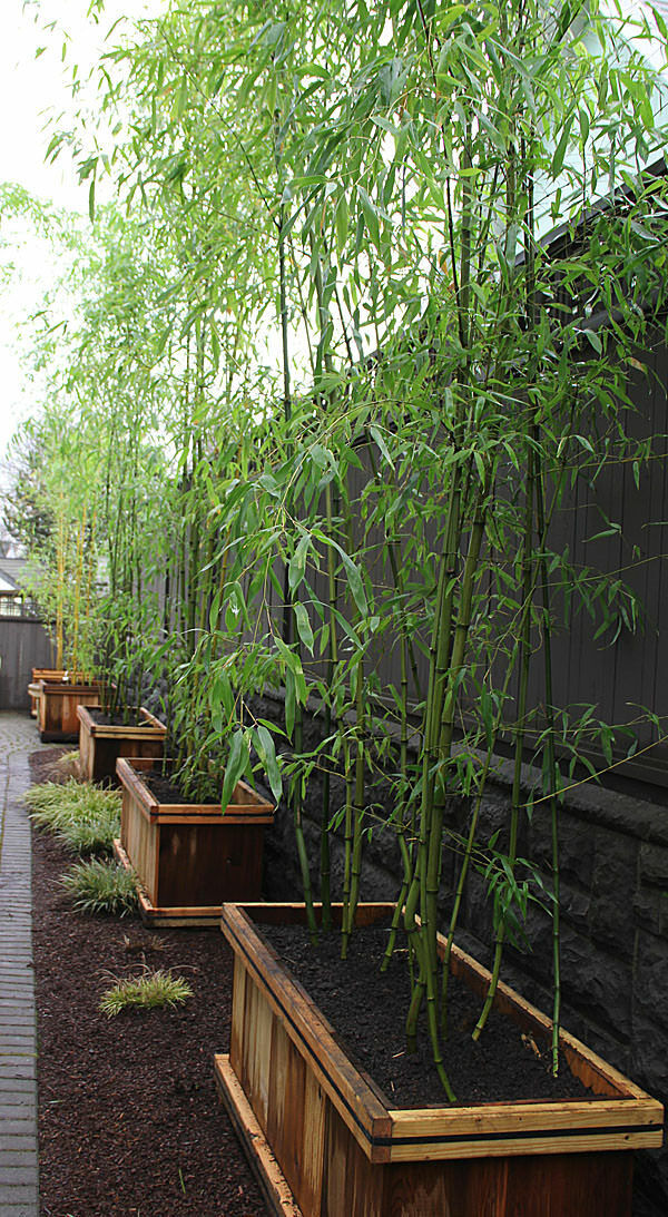 Bambù Bambusa Bamboo cinese pianta in vaso ø20 cm h. 150/200cm