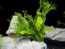 Microsorum Windelov Java Fern Windelov Live Aquarium Plants