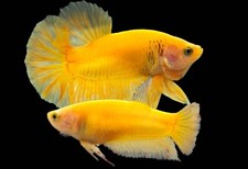 Pair of Bettas Super Yellow male and female Live Betta Fish Plakat for Breeding