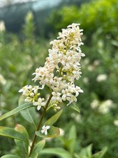 Ligustro comune "Ligustrum vulgare" pianta da siepe h 100/120 cm