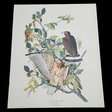 John James Audobon 17x14 Color Prints1964 Folio Vintage Broad-Winged Hawk