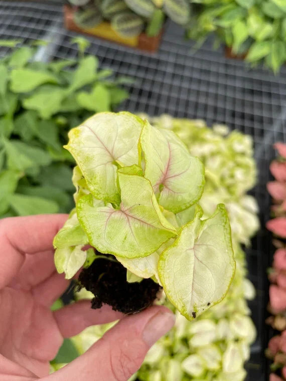 Syngonium Podophyllum Chiffon Allusion 4'' Pot Live Indoor Plant Ready To Ship