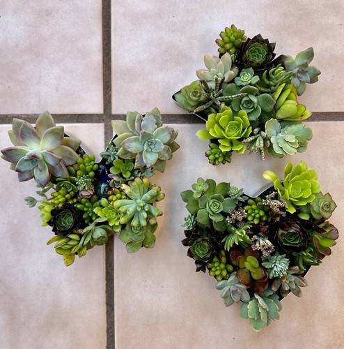 Disposizione talee succulente cuore (1 pezzo) Echeveria stringa di perle - Foto 18 di 24