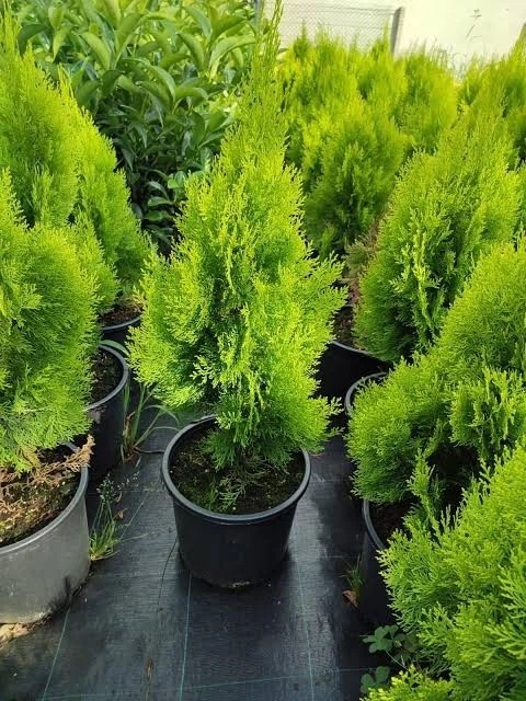 Thuja (Lebensbaum) fr den Herbst Ausgewachsene Pflanze Pflanzen, Strucher  & Hecken online kaufen | eBay.de
